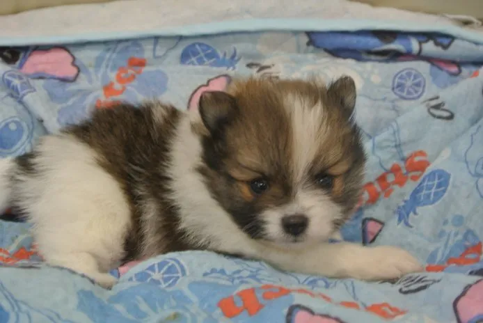 ID:1410-01224の子犬
