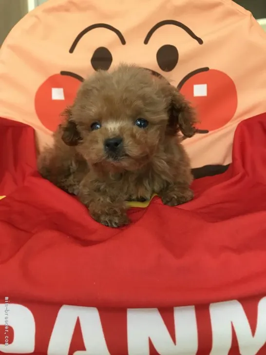 ID:1905-01460の子犬