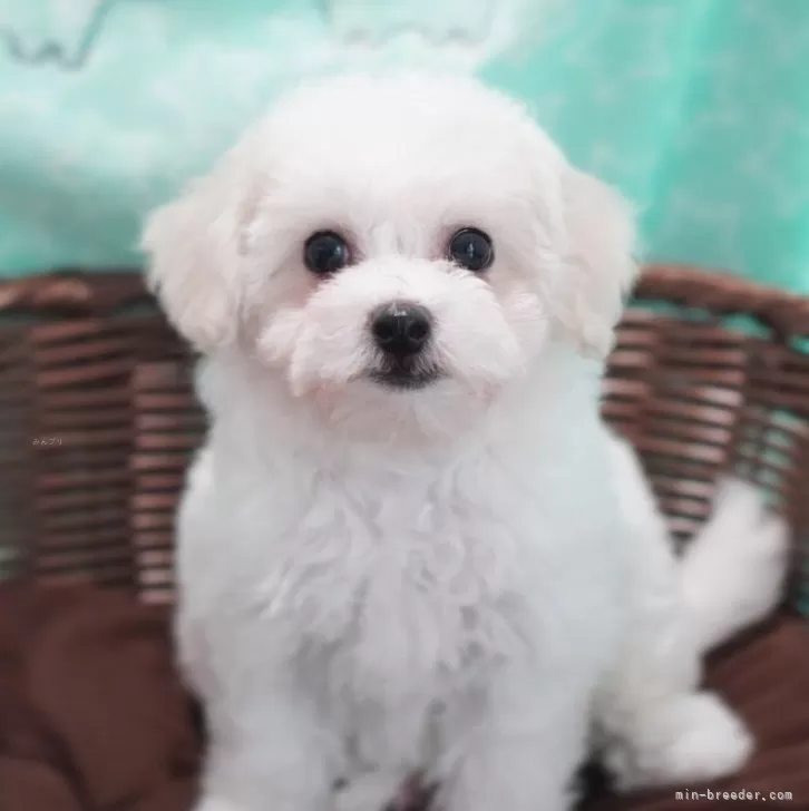 ID:2407-03836の子犬