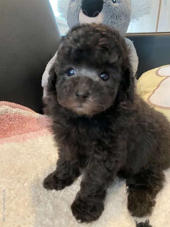 ID:2008-00887の子犬