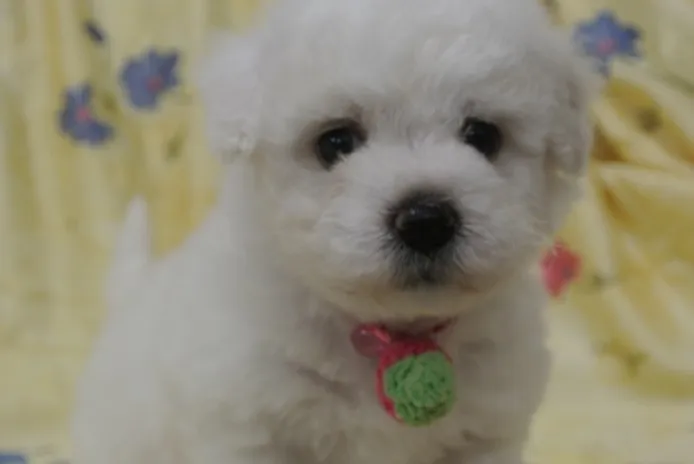 ID:1304-00772の子犬