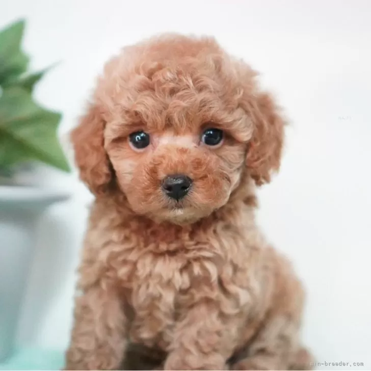 ID:2404-05900の子犬