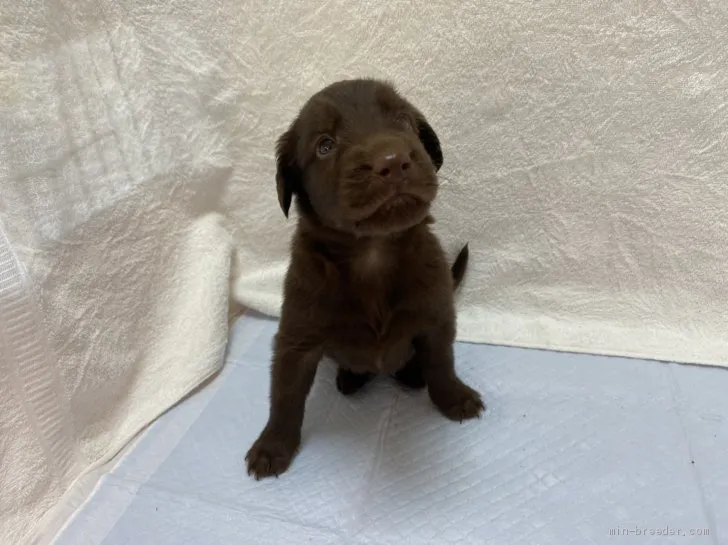 ID:2011-02413の子犬