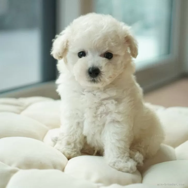 ID:2401-02388の子犬
