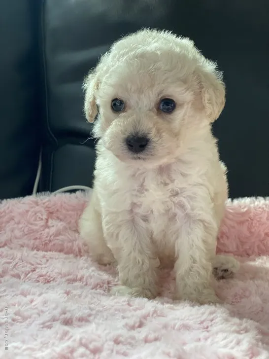 ID：2102-02423の子犬