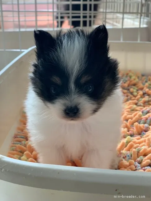 ID:2111-00146の子犬