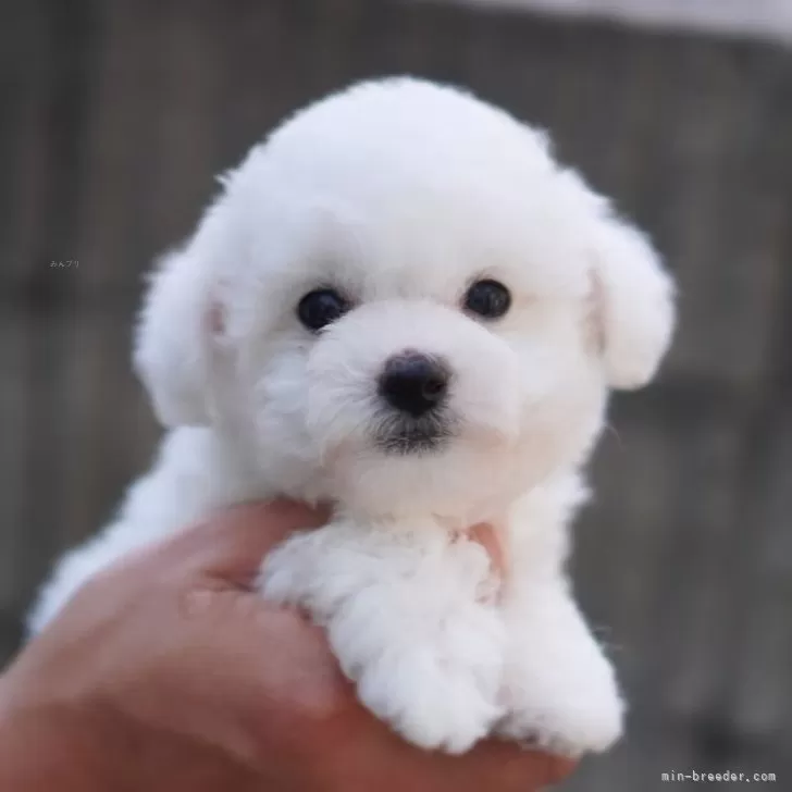 ID:2401-04362の子犬