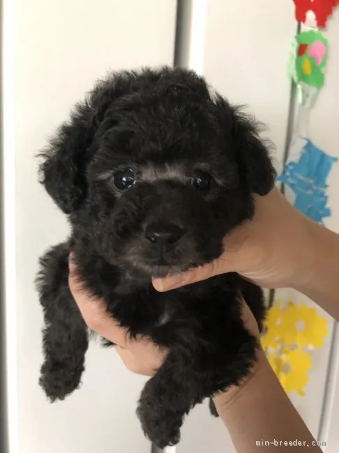 ID:2104-02032の子犬