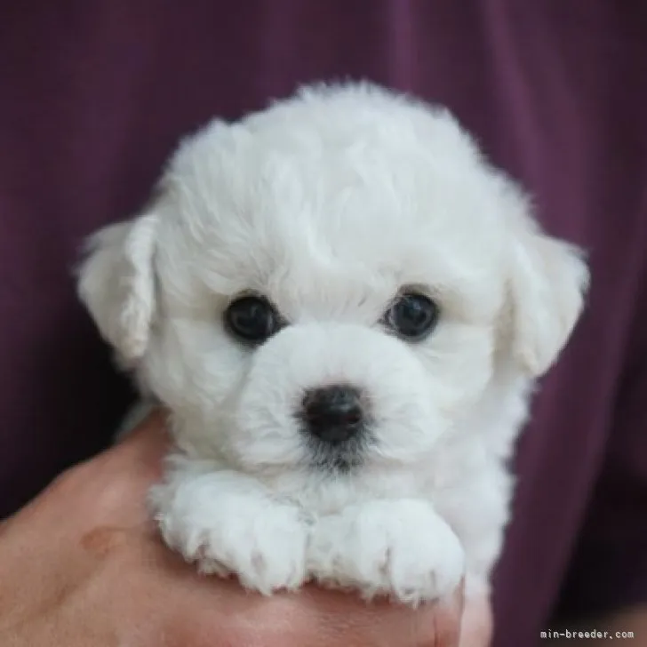 ID:2304-03443の子犬