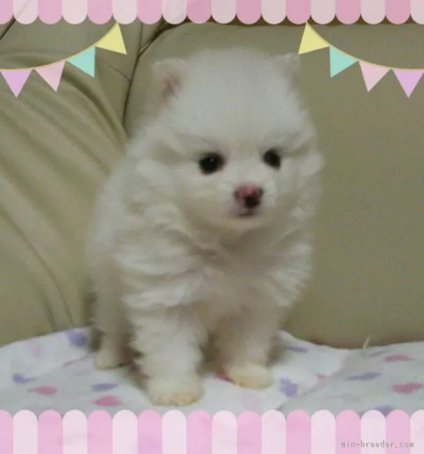 ID:1612-01125の子犬