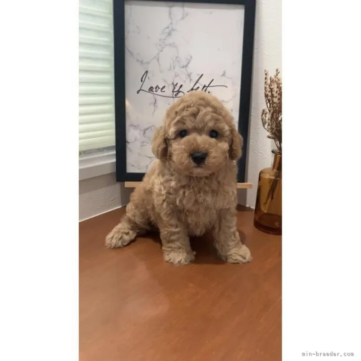 ID:2208-01227の子犬