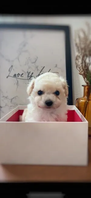 ID：2204-01923の子犬