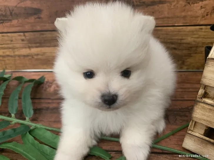 ID:2101-00461の子犬