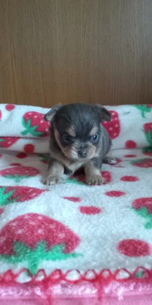 ID:1207-00224の子犬