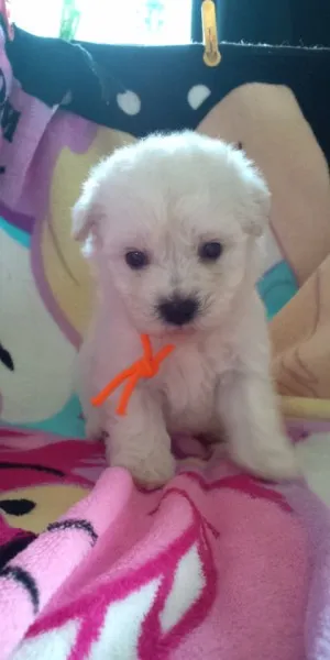 ID:1208-00386の子犬