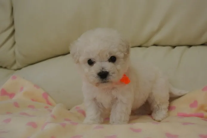 ID:1404-01146の子犬