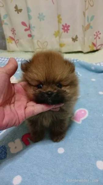 ID:1509-01296の子犬