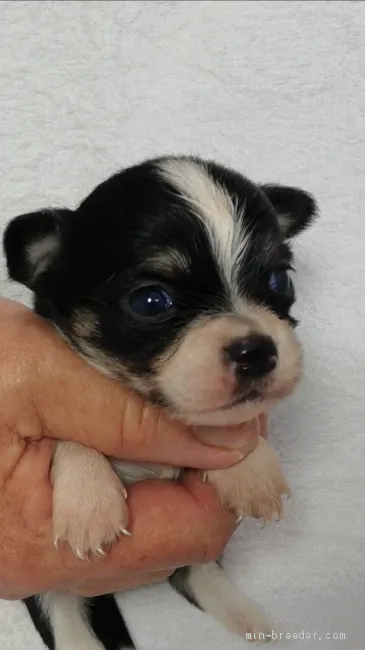 ID：2005-02222の子犬