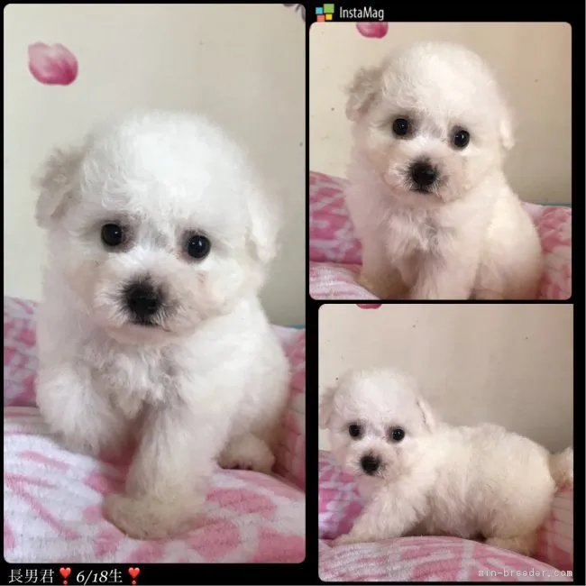 ID:1807-02881の子犬