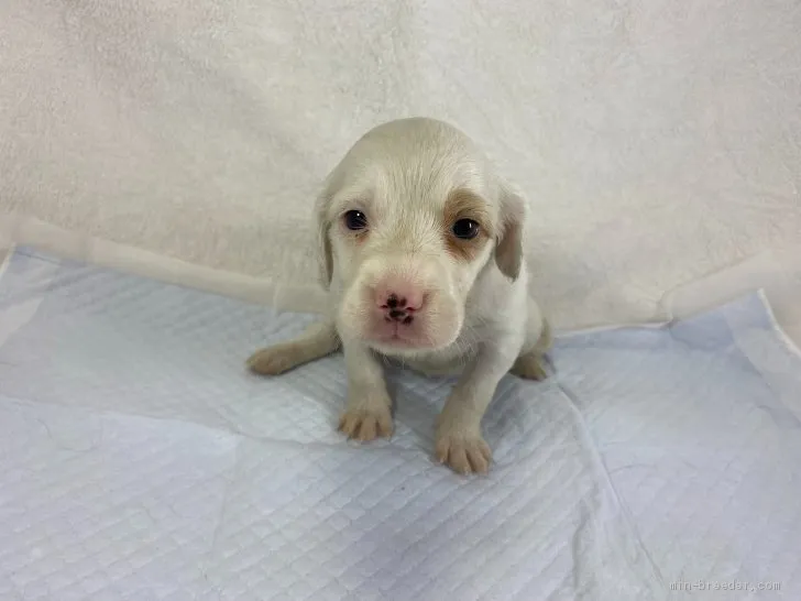 ID：2006-01168の子犬