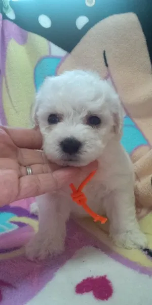 ID:1209-00359の子犬