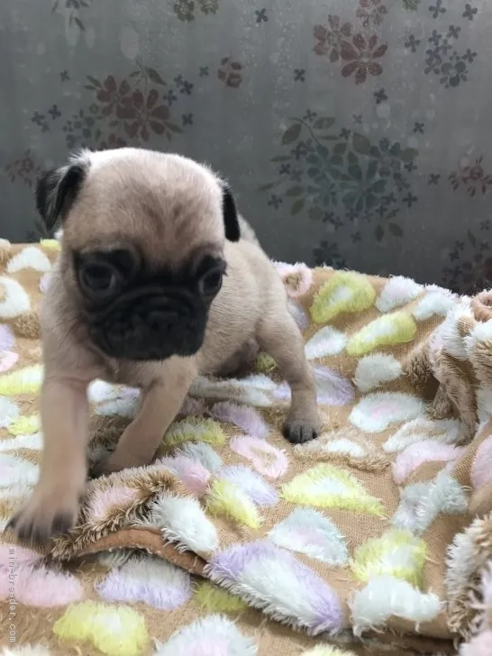 ID:1901-00966の子犬
