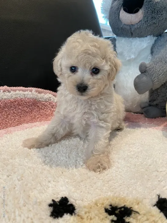 ID：2008-02184の子犬