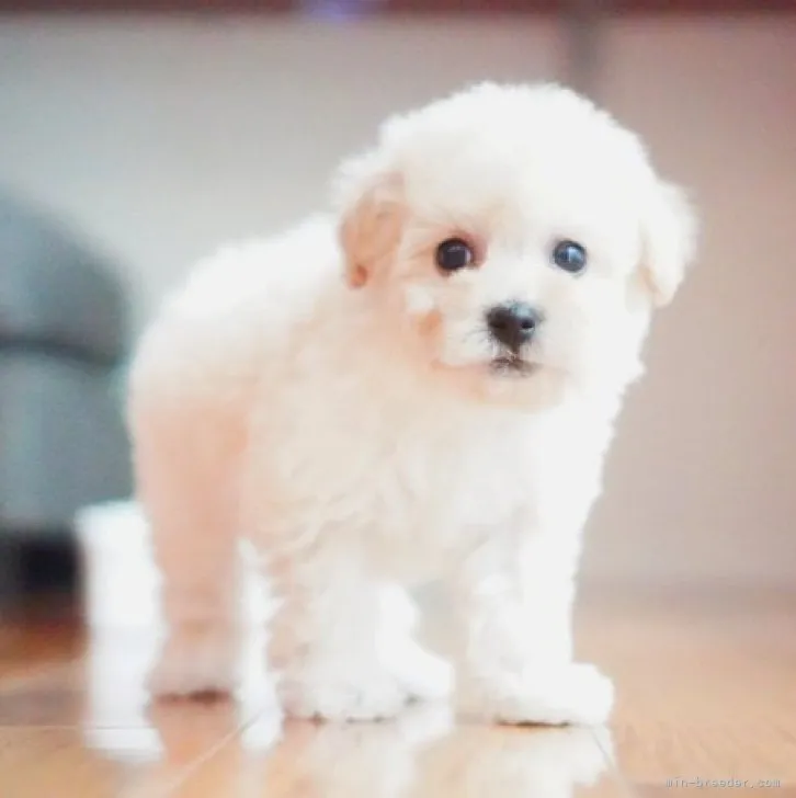 ID:2303-01451の子犬