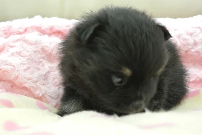 ID:1308-00562の子犬