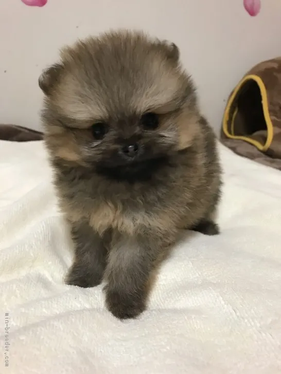 ID:1803-00233の子犬
