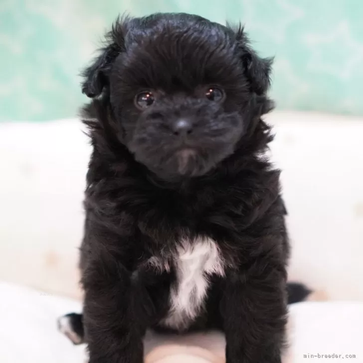 ID:2405-03672の子犬