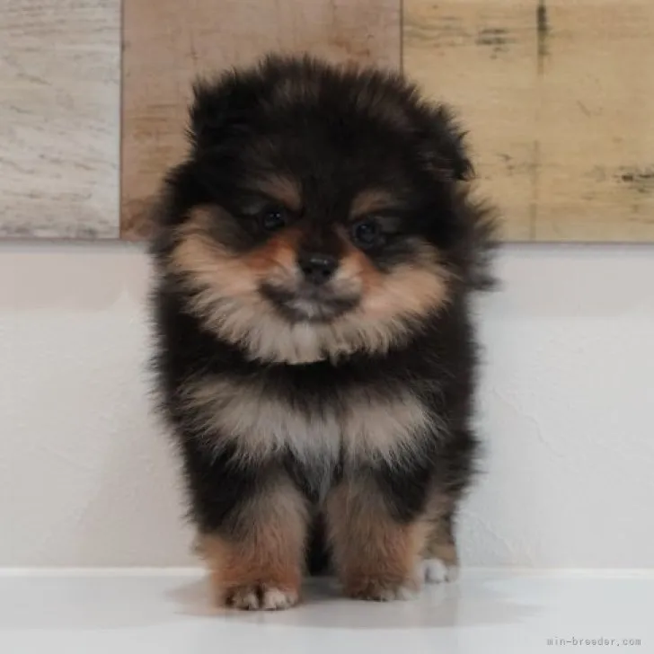 ID:2310-02186の子犬