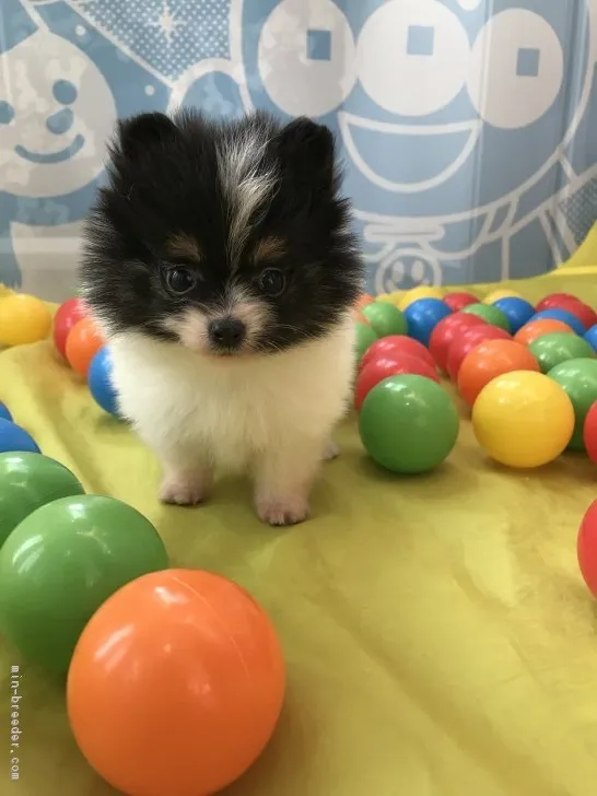 ID:1809-02337の子犬
