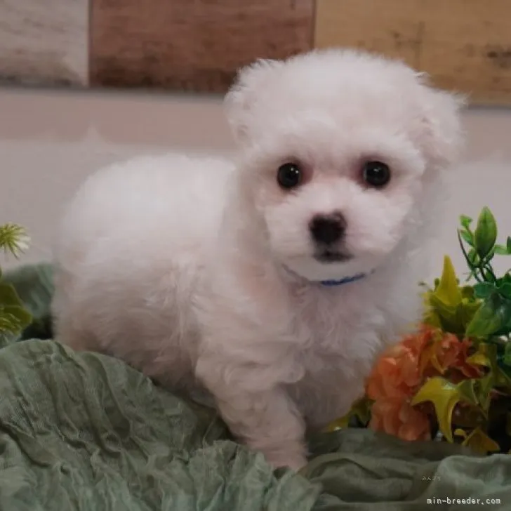 ID:2311-00697の子犬