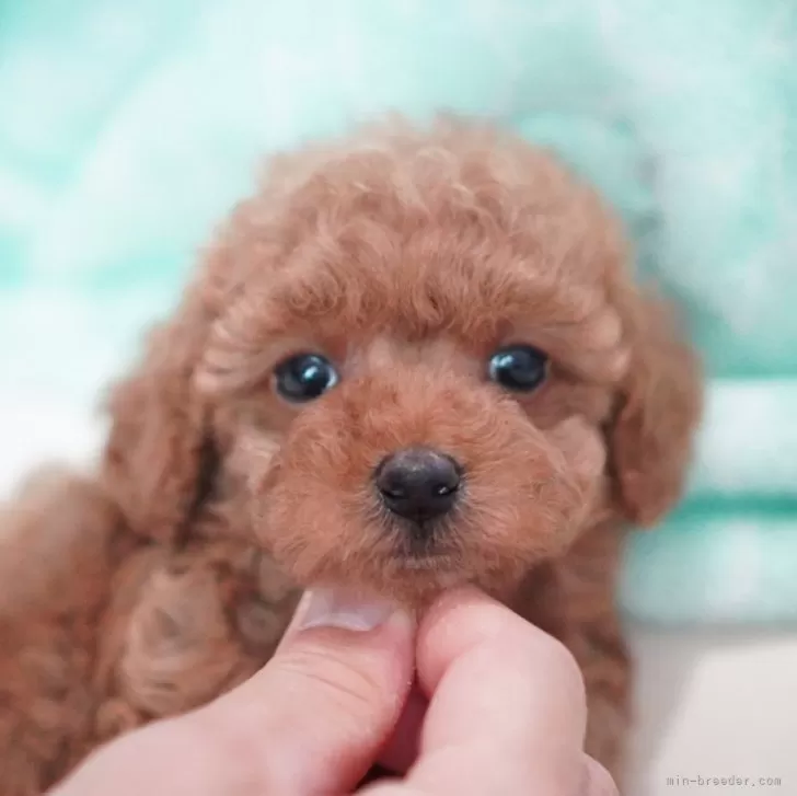 ID:2404-05907の子犬
