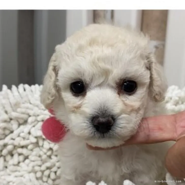 ID:2209-00313の子犬