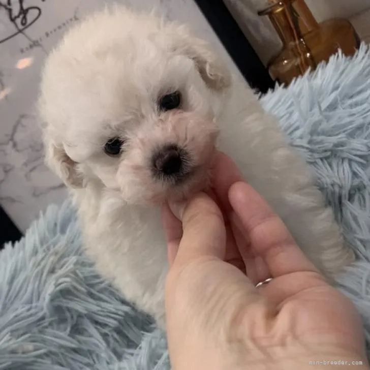 ID：2207-01370の子犬