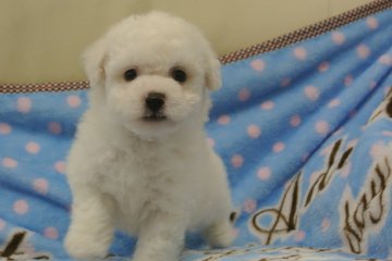ビションフリーゼ【三重県・男の子・2013年9月30日・ホワイト】の写真「優良血統です」