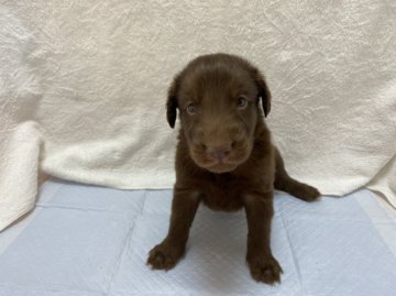 フラットコーテッドレトリバー【三重県・男の子・2020年10月21日・レバー】の写真「フレンドリーな子」