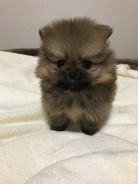 ポメラニアン【三重県・男の子・2018年1月22日・オレンジ】の写真「激可愛いです。」