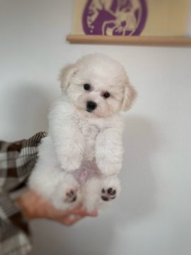 ビションフリーゼ【三重県・男の子・2021年11月5日・ホワイト】の写真「パパ、チャンピオン❣️
激かわ君」