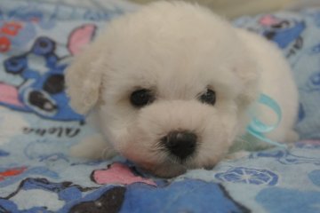 ビションフリーゼ【三重県・男の子・2014年9月16日・ホワイト】の写真「」