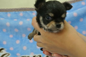 チワワ(ロング)【三重県・男の子・2013年8月18日・ブラックタン】の写真「小柄です」