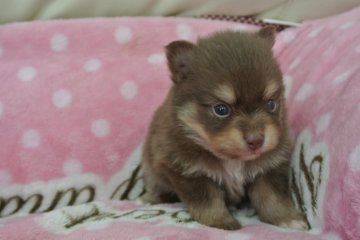 ポメラニアン【三重県・男の子・2014年4月6日・チョコレートタン】の写真「綺麗なタンです」