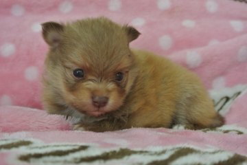 ポメラニアン【三重県・男の子・2014年4月6日・オレンジフォーン】の写真「」