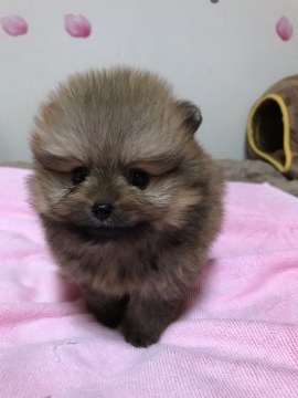 ポメラニアン【三重県・女の子・2018年1月22日・オレンジ】の写真「モコモコ、クリクリ！」