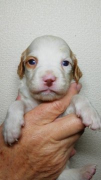 ブリタニースパニエル【三重県・女の子・2020年1月30日・白オレンジ】の写真「家庭犬猟犬どちらも優秀です。」