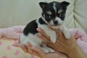 チワワ(ロング)【三重県・男の子・2013年7月16日・ブラックタン&ホワイト】の写真「」