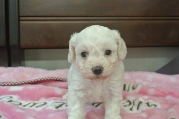 ビションフリーゼ【三重県・女の子・2015年3月29日・ホワイト】の写真「良血統です。」