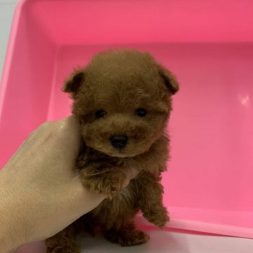 トイプードル(ティーカップ)【三重県・男の子・2020年1月28日・レッド】の写真「めっちゃ、小柄な僕ちゃんです。」
